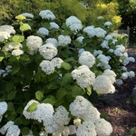HYDRANGEA INCREDIBALL WF (Copier)-min