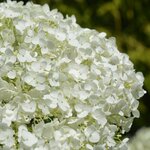 HYDRANGEA INCREDIBALL 2 WF (Copier)-min