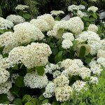 HYDRANGEA INCREDIBALL 3 WF (Copier)-min