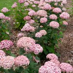 HYDRANGEA SWEET ANNABELLE 3 W (Copier)-min
