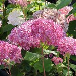 HYDRANGEA SWEET ANNABELLE W (Copier)-min