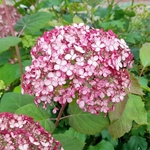 HYDRANGEA SWEET ANNABELLE 2 W (Copier)-min