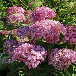 HYDRANGEA SWEET ANNABELLE 4 W (Copier)-min