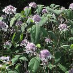HYDRANGA ASP SARGENTIANA 3 WF (Copier)-min