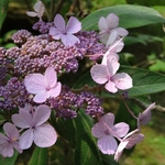 HYDRANGEA ASP VILLOSA WF 3 (Copier)-min