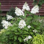 HYDRANGEA PAN CANDLELIGHT WF (Copier)-min