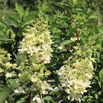 HYDRANGEA PAN CANDLELIGHT 4 W (Copier)-min