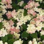 HYDRANGEA PAN POLESTAR W (Copier)-min