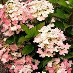 HYDRANGEA PAN POLESTAR W 2 (Copier)-min