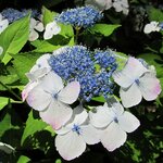 HYDRANGEA SERRATA BLUE BIRD W 2 (Copier)-min