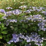 HYDRANGEA SERRATA BLUE BIRD W 3 (Copier)-min