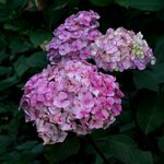 HYDRANGEA SERRATA PREZIOSA W 4 (Copier)-min