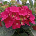 HYDRANGEA MACRO AMOUR TOUJOURS W-min