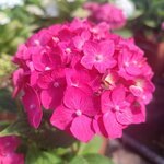 HYDRANGEA MACRO AMOUR TOUJOURS 2 W-min