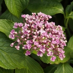 HYDRANGEA MACRO AYESHA 2 WF-min
