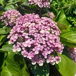 HYDRANGEA MACRO AYESHA WF-min