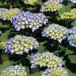 HYDRANGEA MACRO BELA 2 W-min