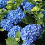 HYDRANGEA MACRO BELA 3 W-min