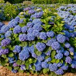 HYDRANGEA MACRO BENELUX 2 W-min