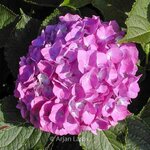 HYDRANGEA MACRO BENELUX W-min