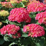 HYDRANGEA MACRO LEUCHFEUER 3 W-min