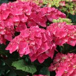 HYDRANGEA MACRO LEUCHFEUER 2 W-min