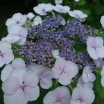 HYDRANGEA MACRO LIBELLE 2 W-min