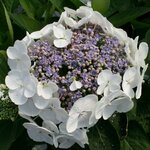 HYDRANGEA MACRO LIBELLE 3 W-min