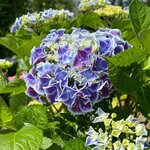 HYDRANGEA MACRO NEW TIVOLI W 2-min