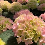 HYDRANGEA MACRO PINK SENSATION W 2-min