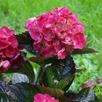 HYDRANGEA MACRO SANGUINEA 3 W-min