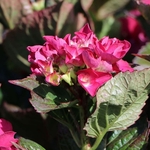 HYDRANGEA MACRO SANGUINEA 2 W-min