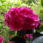HYDRANGEA MACRO SANGUINEA W-min
