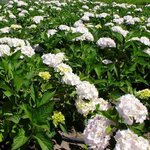 HYDRANGEA MACRO SOEUR THERESE 2 W-min