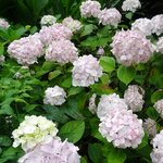 HYDRANGEA MACRO SOEUR THERESE 4 W-min
