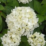 HYDRANGEA MACRO SOEUR THERESE 3 W-min