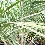 BUTIA CAPITATA 1-min