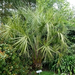 BUTIA CAPITATA 3 WF-min