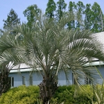BUTIA CAPITATA 4 WF-min