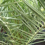 PHOENIX CANARIENSIS 2-min