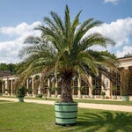 PHOENIX CANARIENSIS 5 WF-min