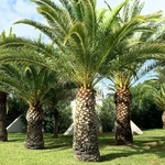 PHOENIX CANARIENSIS 3 WF-min