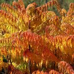 RHUS LACINIATA W-min
