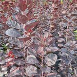 COTINUS ROYAL PURPLE-min
