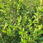 LIGUSTRUM OVALIFOLIUM-min