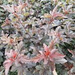 PHYSOCARPUS DIABOLO (2)-min