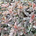 PHYSOCARPUS DIABOLO-min