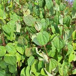 CERCIDIPHYLLUM JAPONICUM-min