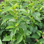 CORNUS FLAVIRAMEA (2)-min