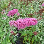 BUDDLEJA PINK DELIGHT (2)-min